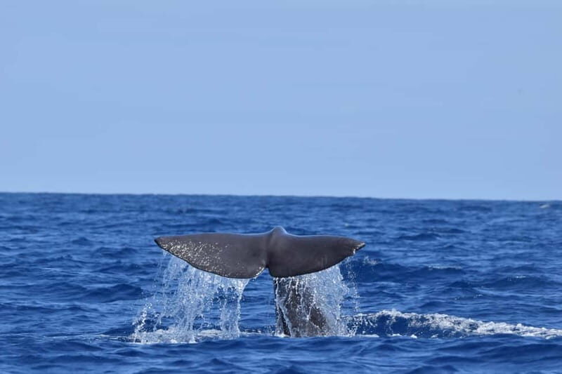 Velas: In the heart of Azores with whales and dolphins - Why Choose This Tour?