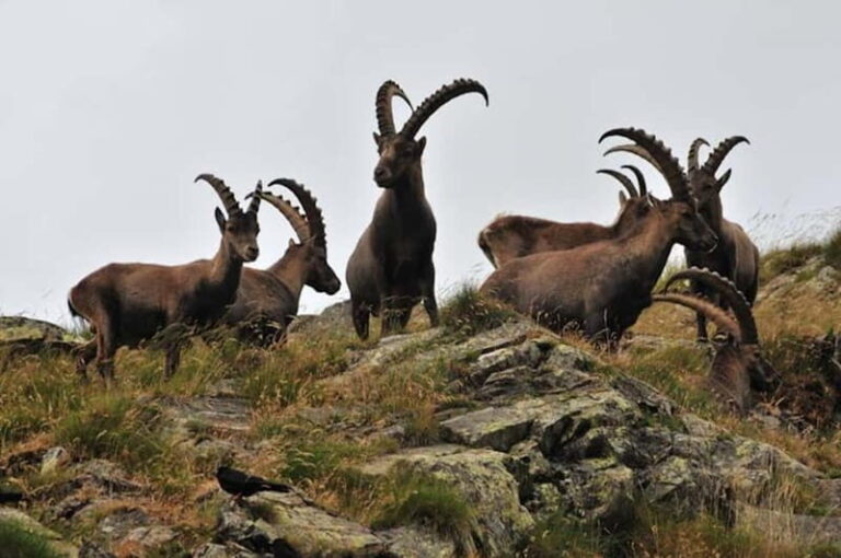 VENICE : DISCOVER WILD ANIMALS IN THE DOLOMITES - Detailed Breakdown of the Itinerary