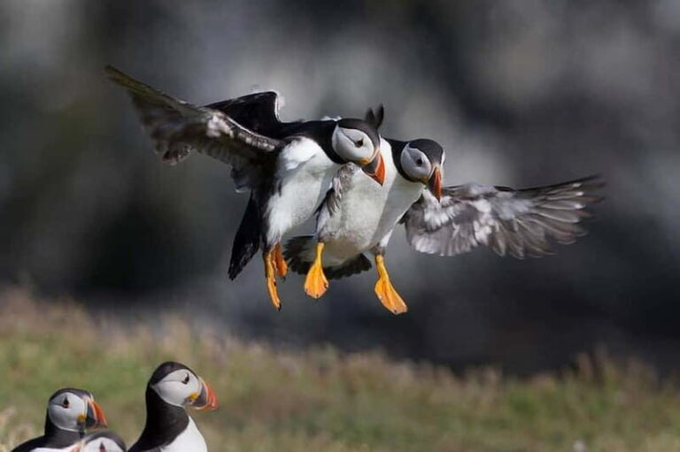 Vestmannaeyjar: Puffin, Island, and Volcano Boat Tour - What You Can Expect During the Tour