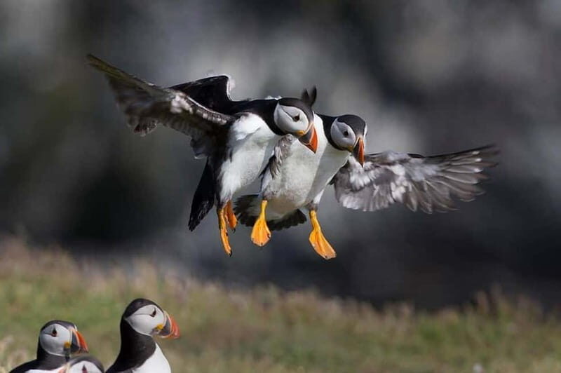 Vestmannaeyjar: Puffin, Island, and Volcano Boat Tour - What You Can Expect During the Tour