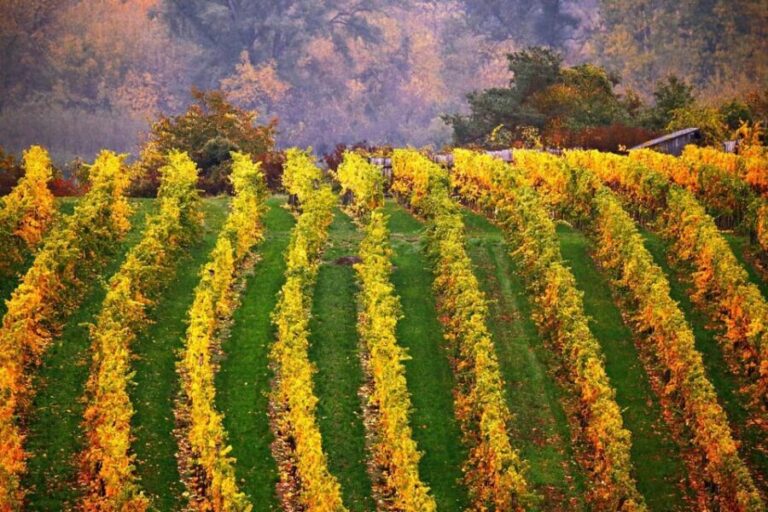 Vienna: Surroundings Sip & Savor Tour - An In-Depth Look at the Experience