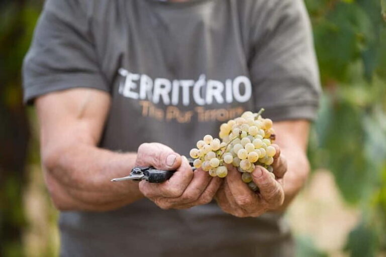 Vinho Verde: Private Wine Tasting w/ Tapas & Fortress Visit - In-Depth Look at the Itinerary