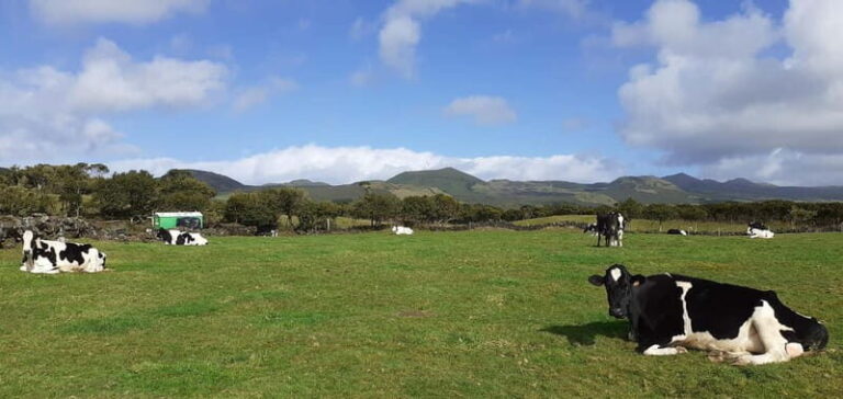 Visit a Farm on the Island of Pico - What Makes It Worthwhile?