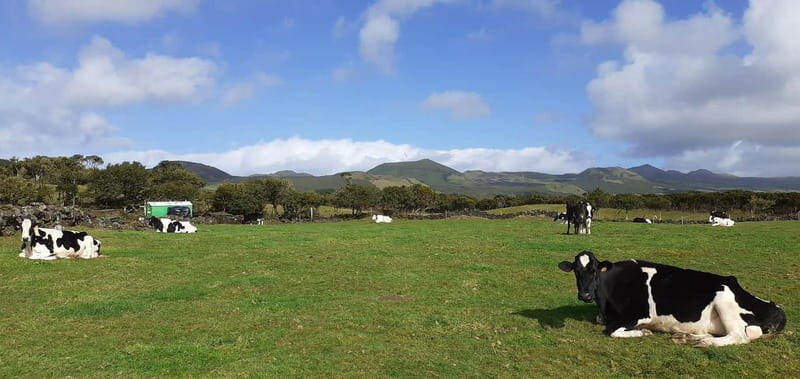 Visit a Farm on the Island of Pico - What Makes It Worthwhile?