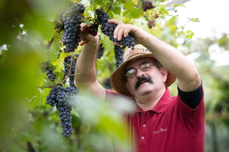 Visit and tasting with the producer - A Closer Look at the Experience