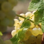 Volterra: Winery Guided Tour and Experience with Tasting - What Reviewers Say