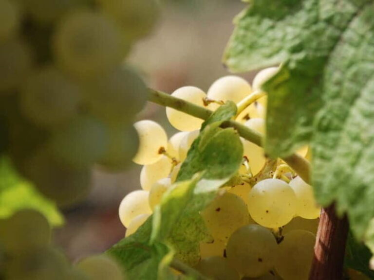 Volterra: Winery Guided Tour and Experience with Tasting - What Reviewers Say