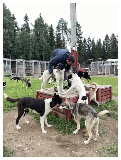 Vuokatti: Life with Huskies Experience - Who Will Love This Tour?