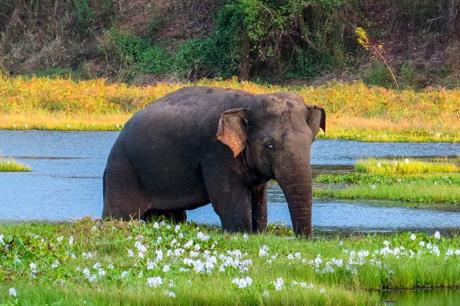 Wasgamuwa National Park Safari - Key Points