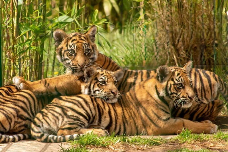 West Midlands Safari Park: Day Admission Ticket - The Practical Aspects