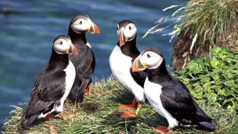 Westman Islands (Vestmannaeyjar) Private Day Tour - What Makes This Tour Stand Out