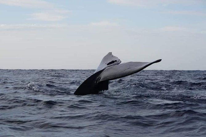 Whale & Dolphin Watching Tour in Trincomalee | Scenic Boat Ride - Key Points