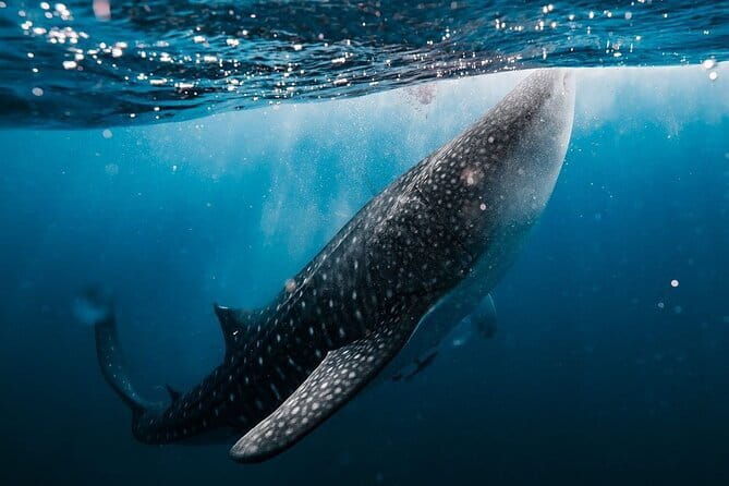 Whale Shark Adventure 2 Days 1 Night Sharing Trip - Exploring the Whale Shark Adventure 2 Days 1 Night Sharing Trip: An Honest Look