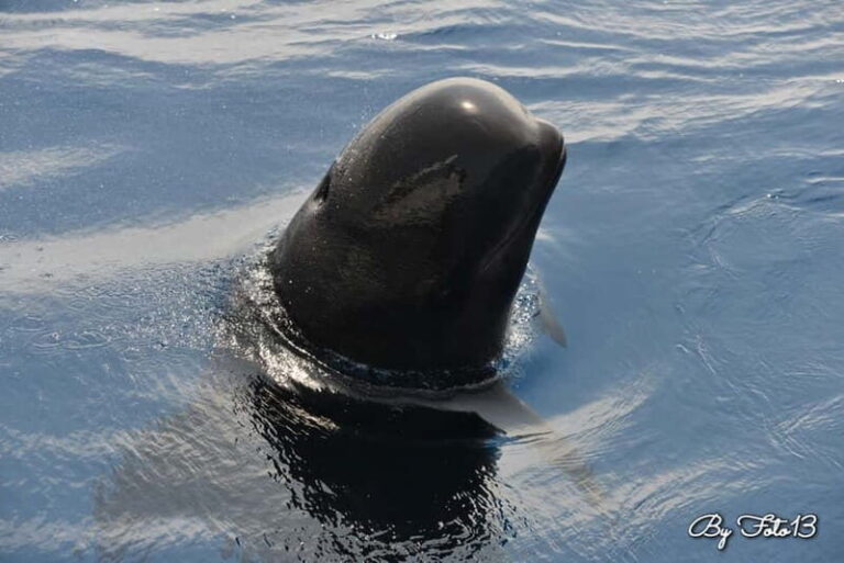 Whale watching, dolphins, and whales departing from Bandol - An In-Depth Look at the Whale Watching Experience from Bandol