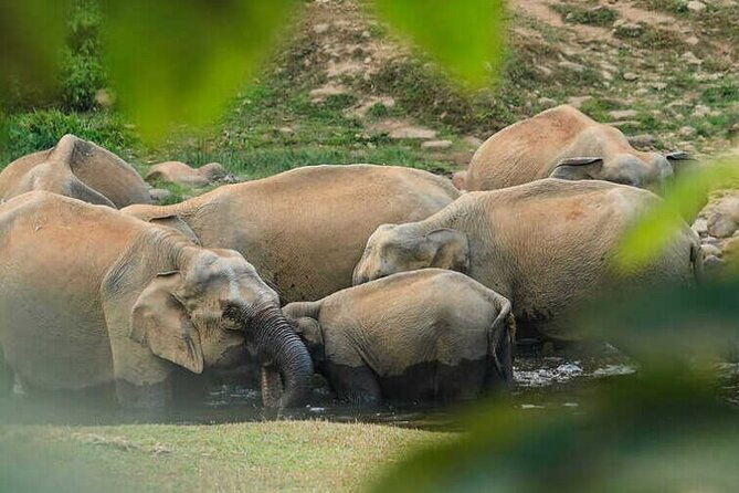Wild Elephant Anakulam & Waterfalls Tour(munnar valley Trekking) - Key Points