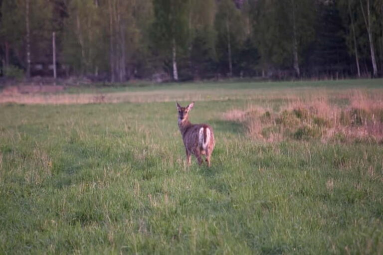 Wildlife safari with campfire dinner from Helsinki - What Sets This Tour Apart