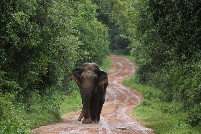 Wilpattu National Park Guided Tour in a Safari Jeep Ride - Key Points