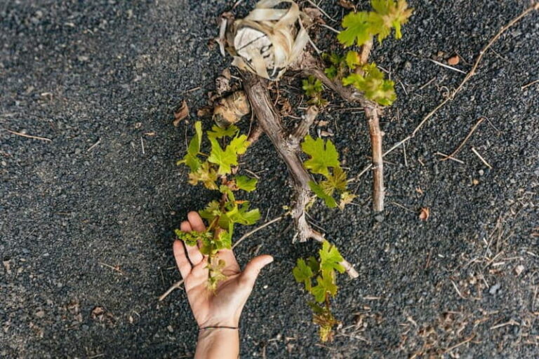 Wine Lovers: Wine Tasting Tour at El Grifo Bodega Lanzarote - An In-Depth Look at the El Grifo Bodega Wine Tasting Tour