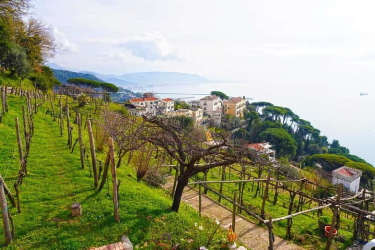 Wine tasting in Cilento with professional sommelier. - What Makes This Tour Stand Out