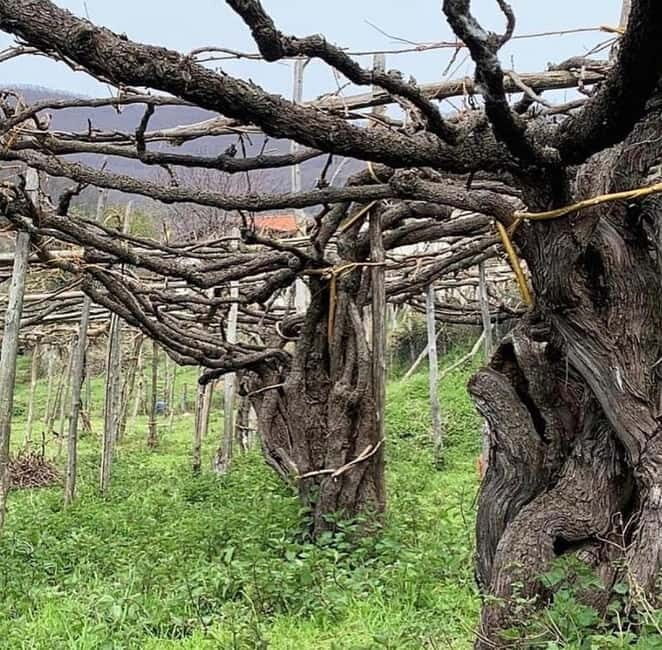 Wine tasting tour and traditional lunch in the hills of the Amalfi Coast - Practical Details & Value