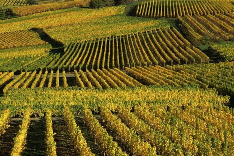 Wine tour of the Alsace wine route - What Makes This Tour Stand Out?