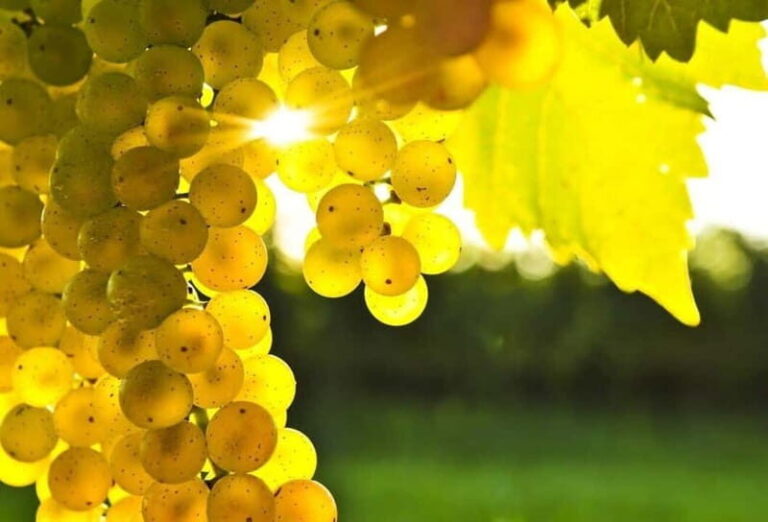 Winery tour in Marsala with wine tasting and local products - Who Should Consider This Tour?