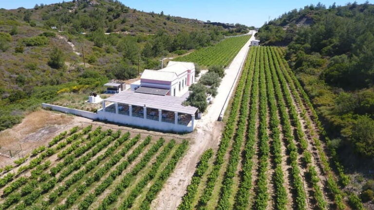 Wines of Rhodes: Traditional Wine Tasting in the vineyards - Understanding the Value