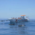X Plorer  Caves (Benagil) & Dolphins Cruise - The Experience in Detail: Why It’s Worth It