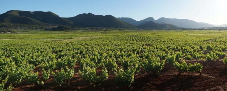 Xalo: Vineyard Tour with Wine Tasting and Snacks - Authentic Experiences and Genuine Hospitality