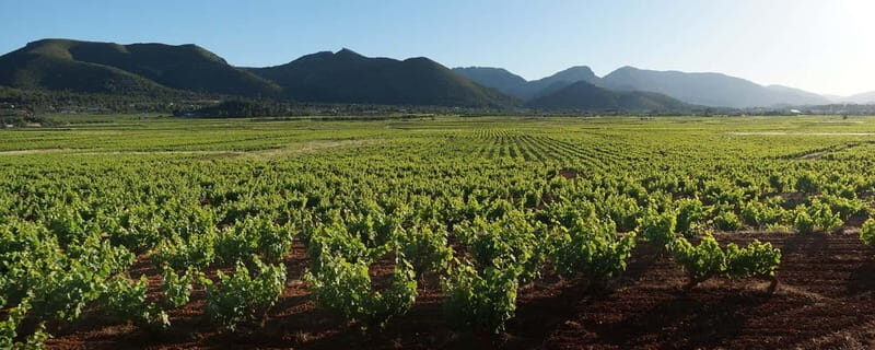 Xalo: Vineyard Tour with Wine Tasting and Snacks - Authentic Experiences and Genuine Hospitality