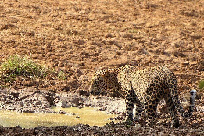 Yala National Park - Full Day Safari (04:30 am - 06:00 pm) - A Close Look at the Yala National Park Full Day Safari Experience