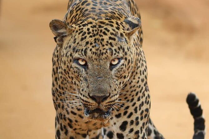 Yala National Park Morning or Afternoon Leopard Safari - Introduction: A Closer Look at the Yala Leopard Safari