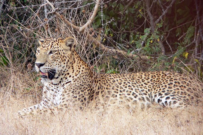 Yala National Park Safari from Bentota - Yala National Park Safari from Bentota: An Authentic Wildlife Adventure