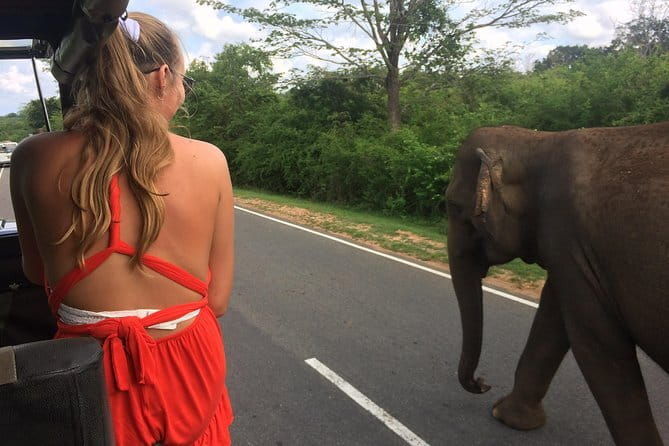 Yala Safari Drive From Ella - Key Points