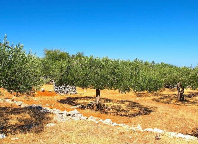 Zadar, ibenik: Olive Mill Tour, Tasting, Self Drive - Practical Details