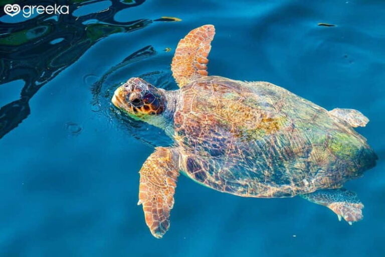 Zakynthos: Laganas, Keri, & Marathonisi Turtle Spotting Tour - What to Expect from the Tour
