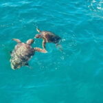 Zakynthos: Turtle Spotting Cruise with Glass-Bottom Boat - The Itinerary Breakdown