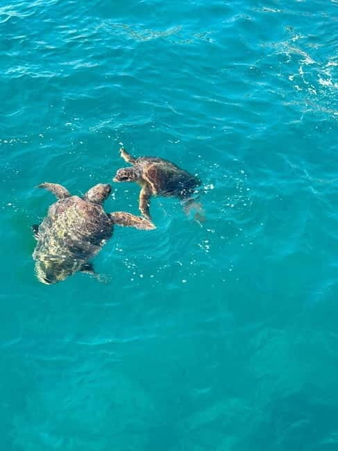 Zakynthos: Turtle Spotting Cruise with Glass-Bottom Boat - The Itinerary Breakdown
