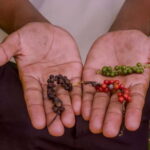 ZANZIBAR: Dolphins tour, Baraka Aquarium & Spice farm - Why This Tour Offers True Value