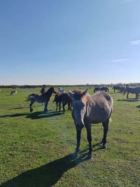 Zasavica Safari Tour - Who Should Consider This Tour?