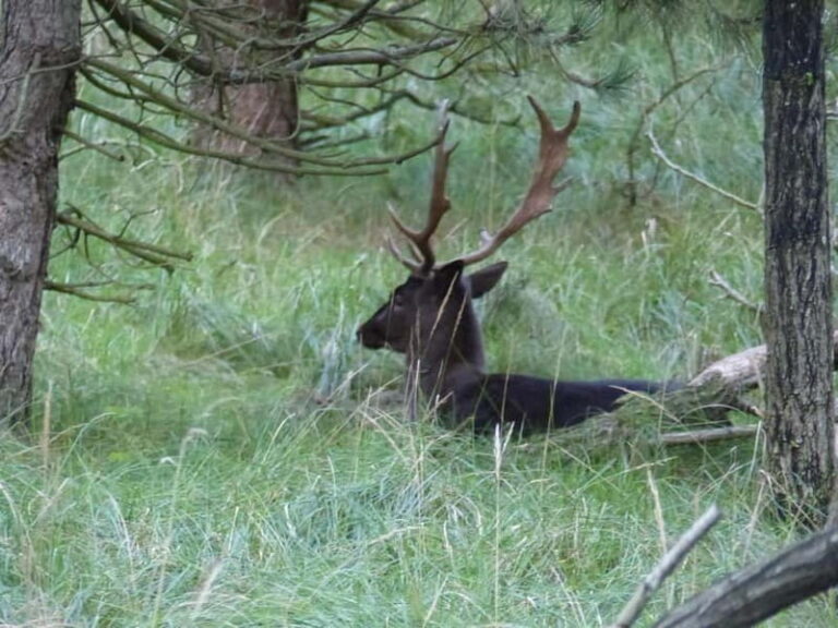 Zeeland: Guided Bos en Duin Safari NL/DE - The Guided Tour Experience