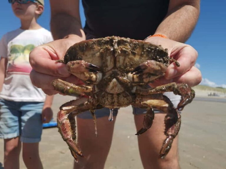 Zeeland Strand safari met visnet NL/DE - Practical Details and Tips for Your Tour