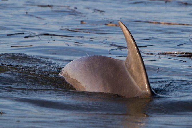 2-Hour Private Hilton Head Dolphin Watching Cruise - The Sum Up: Who Will Love This Tour?