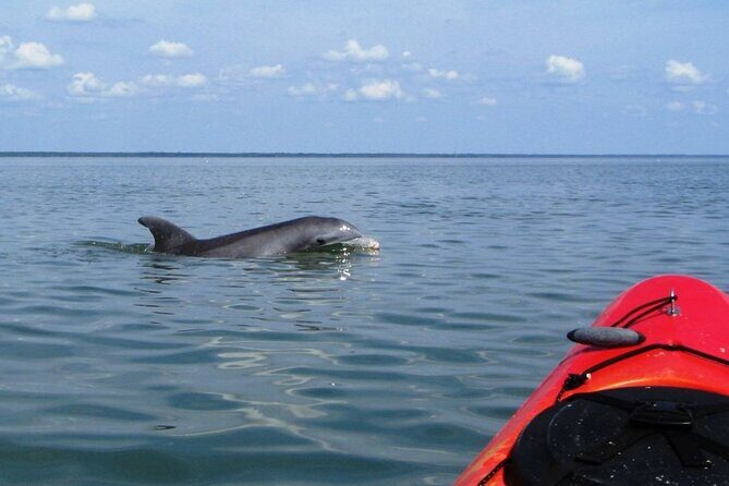 2 Hours Shem Creek Safari Kayak Tour - Discovering Shem Creek from the Water: What to Expect
