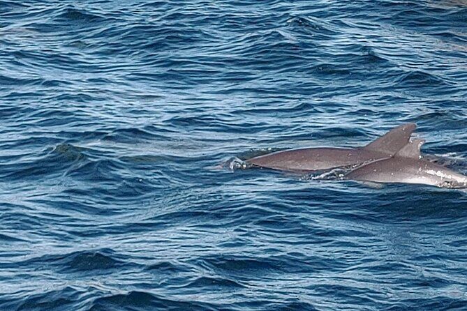 2 Hours Swim with the Dolphins in Panama City - An In-Depth Look at the Panama City Dolphin Tour