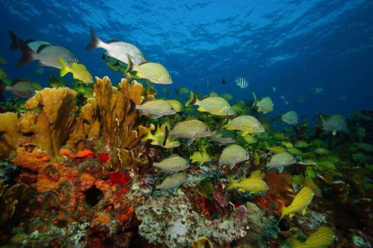 2 Ocean Dives: MUSA Underwater Museum and Manchones Reef - The Practical Details: Gear, Logistics, and Costs