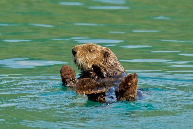 26 Glacier Cruise and Coach from Anchorage, AK - Transportation & Comfort