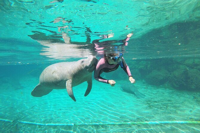 3 hours Manatee Swim Tour in Florida - Who Would Love This Tour?