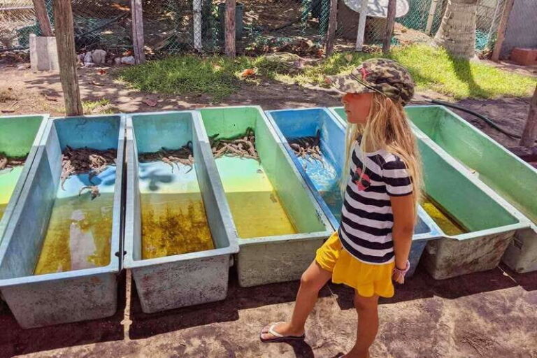 4-in-1 Tour - Mazunte, Cacao Factory & Turtle Spawn/Release - The Itinerary - Step by Step
