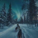 4hr Dog Sledding Tour under the Northern Lights - Price and Value
